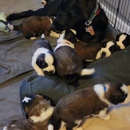 Saint Bernard Puppies from Middle Georgia Saints