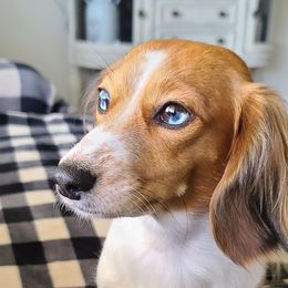 Bailey - Dachshund