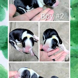 Australian Shepherd and Great Dane Puppies from AEW Farm