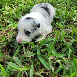 Girl 2 - female Border Collie puppy in Wildwood, Florida from Isle Breez Border Collies