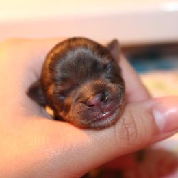 Yorkshire Terrier Puppies from Alina's Royal Yorkies
