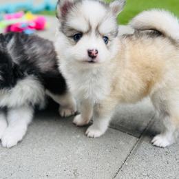 Mojito - Silver and white male Pomsky puppy in Yavapai County, Arizona from Pawsh Pomskies