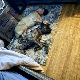 Cane Corso All Grown Up from Mass Cane Corso