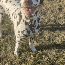 Dalmatian All Grown Up from Rosais Acres LLC