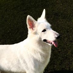 Navi - Berger Blanc Suisse