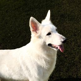 Navi - Berger Blanc Suisse