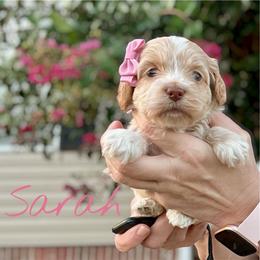 Sarah - Red female Cockapoo puppy in Mocksville, North Carolina from Little Bear Doodles