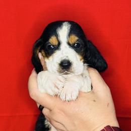 Red - Black white and brown male Basset Hound puppy in Justin, Texas from S&G's Bassets