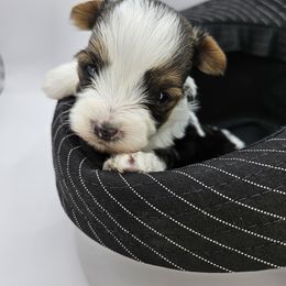 Yorkshire Terrier Puppies from Lady A's Yorkies