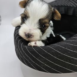 Yorkshire Terrier Puppies from Lady A's Yorkies