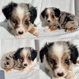 Blue Merle male 2 - Blue merle male Miniature Australian Shepherd puppy in Brooker, Florida from Honey, I Shrunk the Aussies