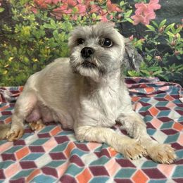 Pooty Looty. 17lbs - Lhasa Apso