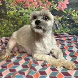 Pooty Looty. 17lbs - Lhasa Apso