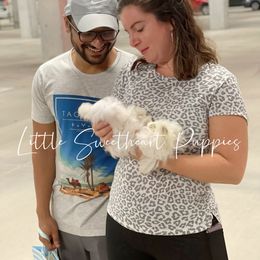 Goldendoodle and Maltese Puppies from Little Sweetheart Puppies