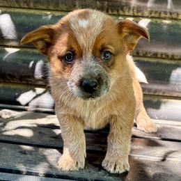 L65-02 - Red speckled male Australian Cattle Dog puppy in Sheridan, Oregon from 6pk Cattledogs