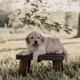 Girl 1 - female Goldendoodle puppy in Ash Grove, Missouri from The Bark Farm