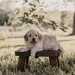 Girl 1 - female Goldendoodle puppy in Ash Grove, Missouri from The Bark Farm
