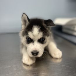 Siberian Husky Puppies from KD Husky Family
