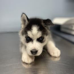 Siberian Husky Puppies from KD Husky Family