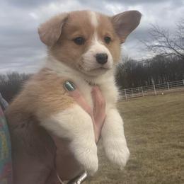 Prancer - White and red male Pembroke Welsh Corgi puppy in Rolla, Missouri from Chapman Corgis