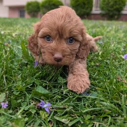 Daisy - Red female Cavapoo puppy in Coshocton, Ohio from Forever Family Puppies