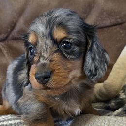 Dapple boy champion pedigree - Dapple male Dachshund puppy in Newalla, Oklahoma from Roughstock Border Collies and Dachshunds