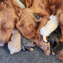 Goldendoodles from Ziggy's Doodles