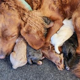 Goldendoodles from Ziggy's Doodles
