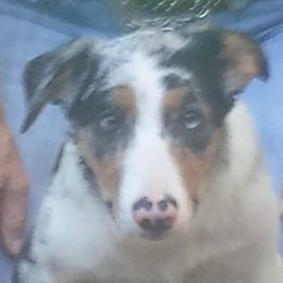 Border Collies from Bent Creek Border Collies