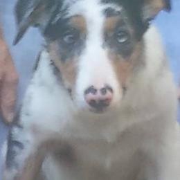 Border Collies from Bent Creek Border Collies