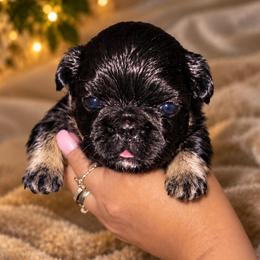 B.P (Black Panther) - Black and tan male French Bulldog puppy in Maplewood, New Jersey from Poos&Bulls Keepsake