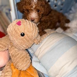 Pippa - Red  female Goldendoodle puppy in Cocoa, Florida from The Beach Doodles