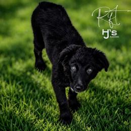 Rift - Black tri-color male Australian Shepherd puppy in Pomeroy, Ohio from HJ's Aussies