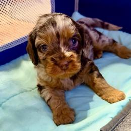 Armani - Merle male Cavapoo puppy in Cameron, South Carolina from Sassy Sailor & Company