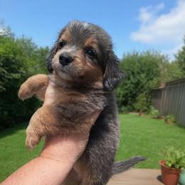Abbie - Blue merle female Bernedoodle puppy in Lafayette, Alabama from Williams Lake Kennels