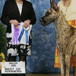 Great Danes from MEJADANES