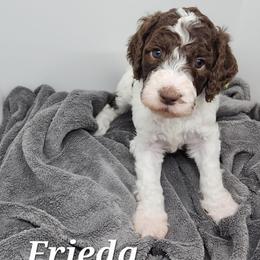Frieda - Parti female Poodle puppy in Dover, Delaware from Dogtastic Poodles