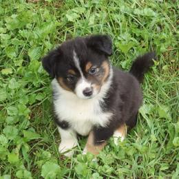 Floo Secret X Bolo - Black tri male Miniature American Shepherd puppy in Tiskilwa, Illinois from First Harmony Farms