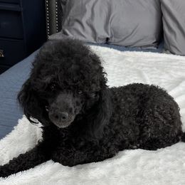 Velvet - Poodle