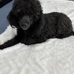 Velvet - Poodle