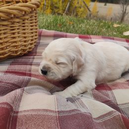 Cranberry - Light golden female Golden Retriever puppy in Colville, Washington from Rosehaven Homestead