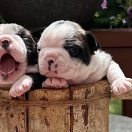 Boston Terriers from Koch's Boston Terriers