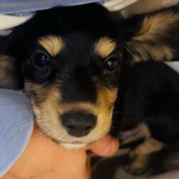Padrig - Black and cream male Dachshund puppy in Altus, Oklahoma from Johnson Prairie Pups