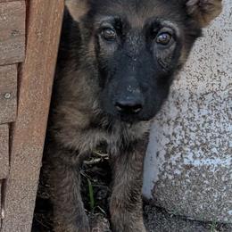 Odom's Middle of June - Sable female German Shepherd puppy in Springtown, Texas from Odom's German Shepherds