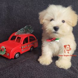 Boy 1 - male Miniature Schnauzer puppy in Fairhope, Alabama from Puppy Sugars Kennels