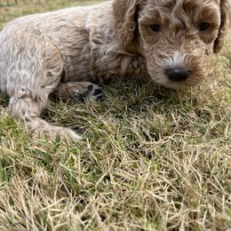 Goldendoodle Puppies from Ellie's Goldendoodles