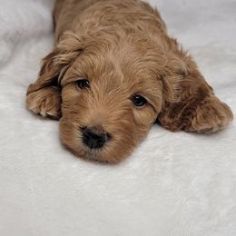 Goldendoodle Puppies from Lake Village Doodles