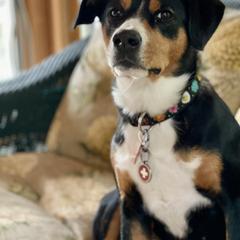 Entlebucher Mountain Dog All Grown Up from Swiss Stock Entlebuchers