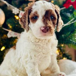 Blue - Merle male Bernedoodle puppy in Hesperia, Michigan from Red Acres Poodles & Doodles