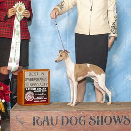 Debra Morganton - Italian Greyhound